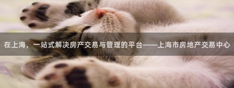 天狮学院娱乐：在上海，一站式解决房产交易与管理的平台——上海